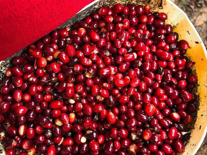 La Palta, Perú