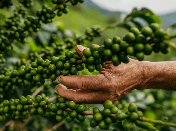 La Palta, Perú