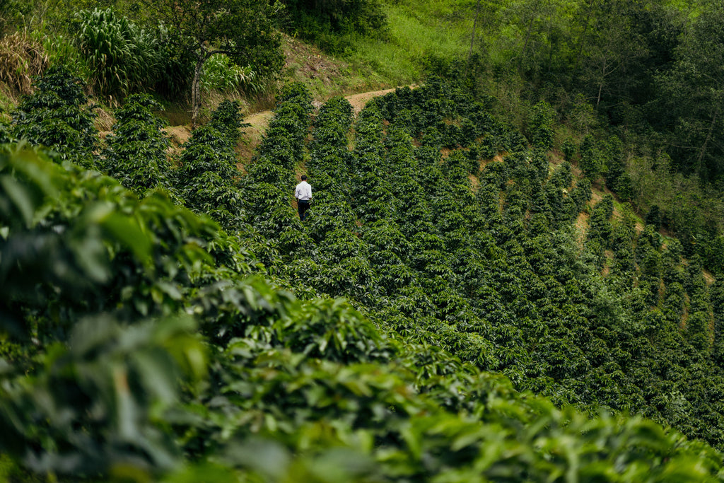 La Palta, Perú