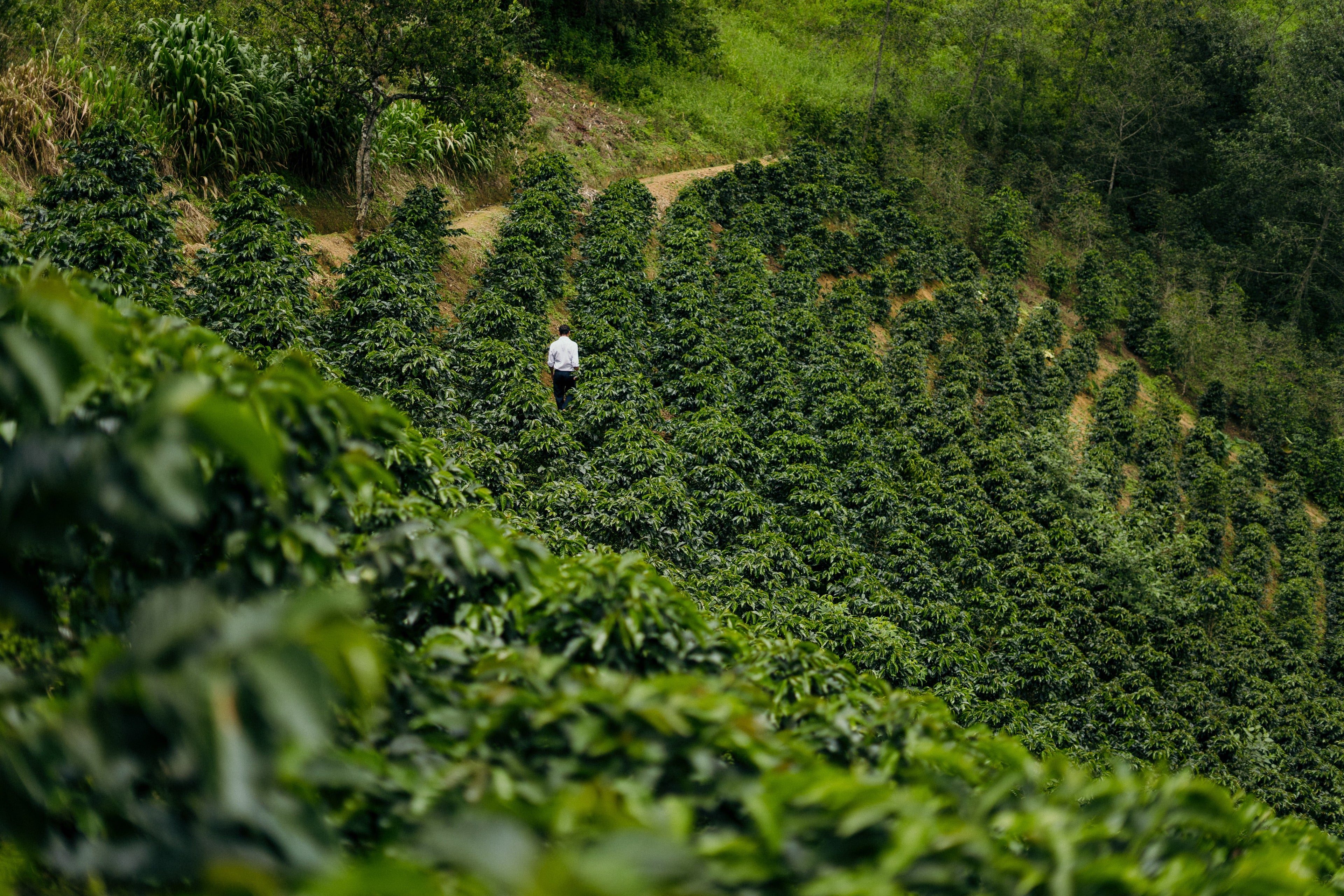 La Palta, Perú