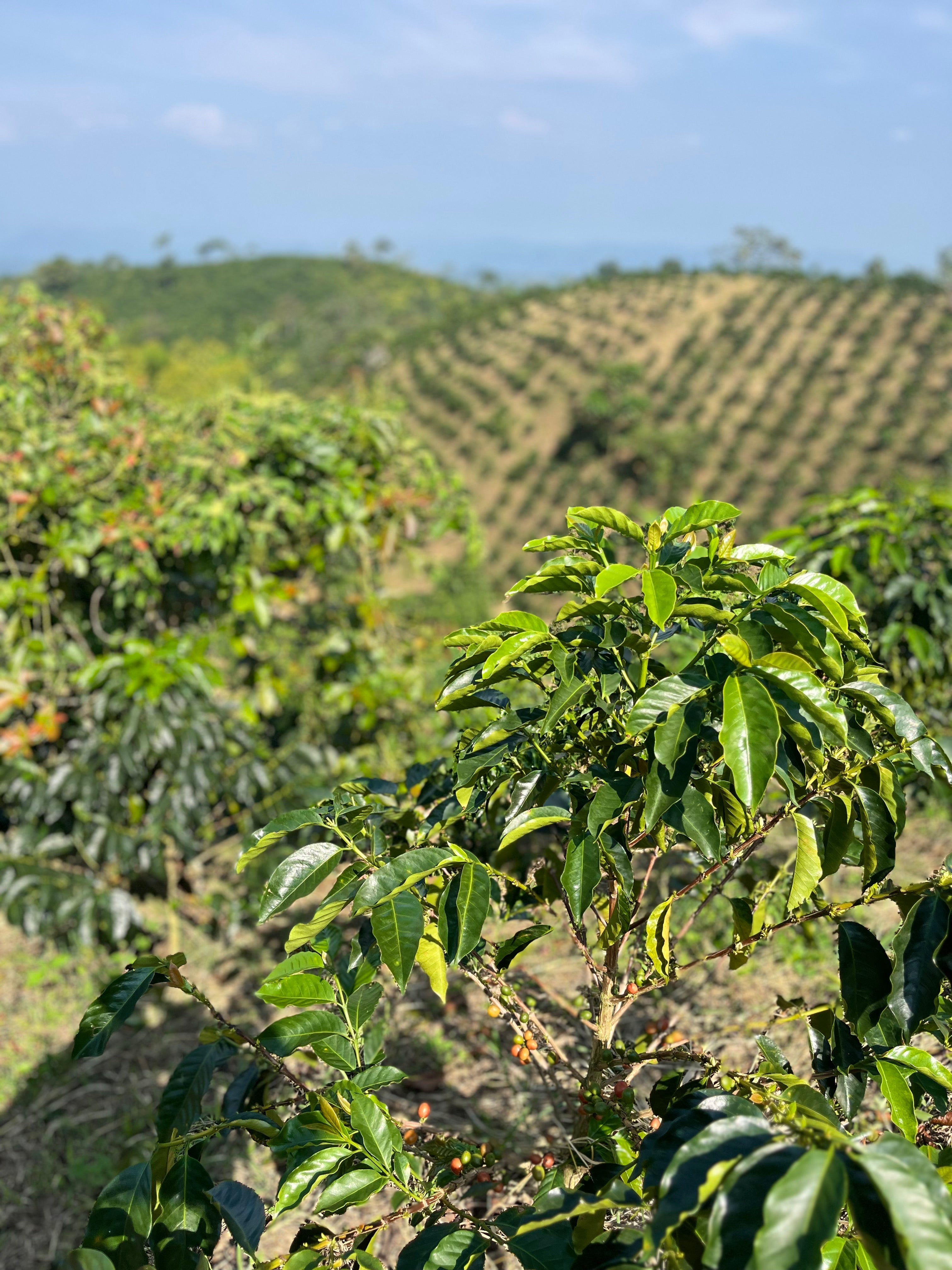 La Roma, Colombia