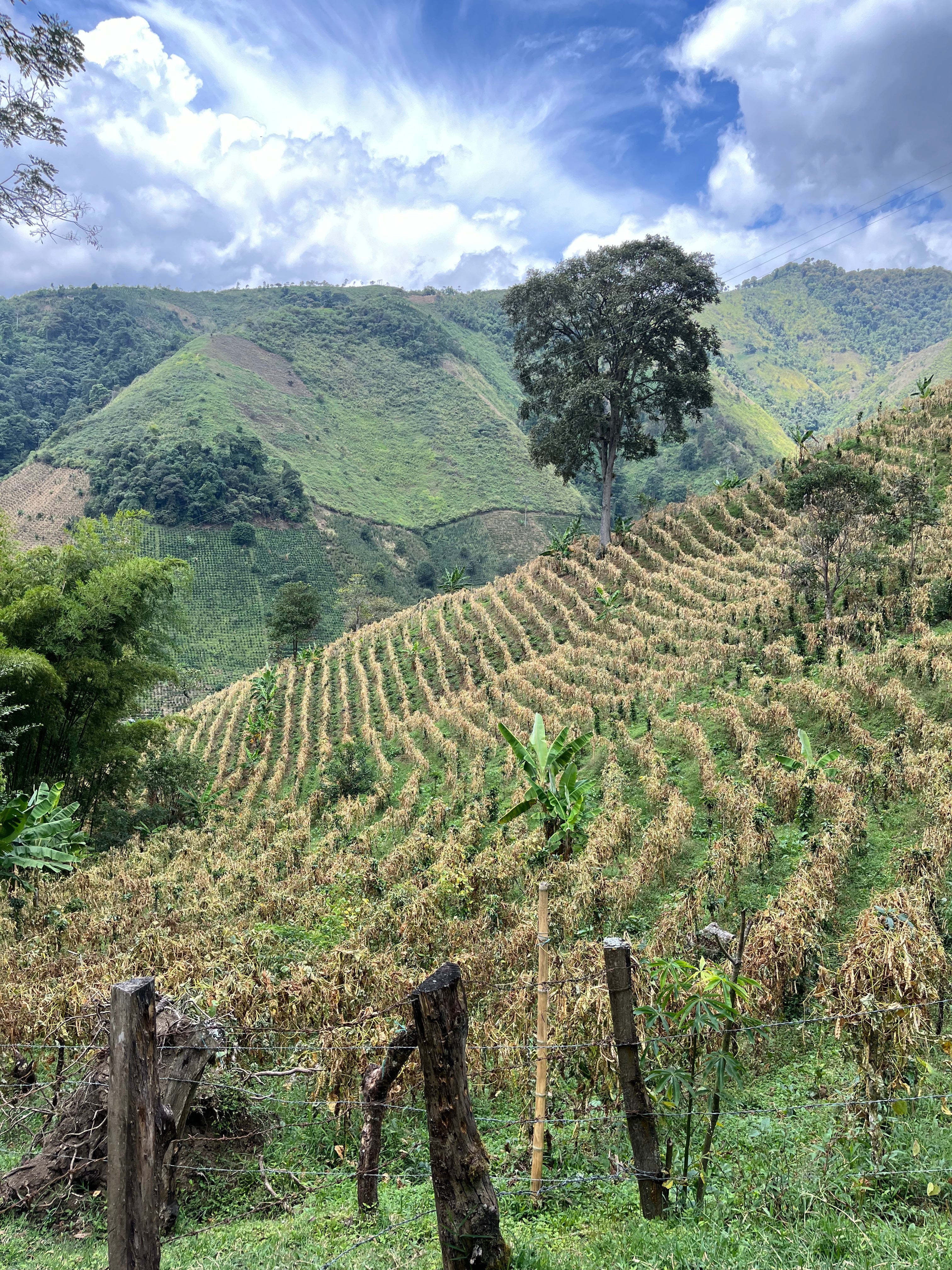 La Roma, Colombia