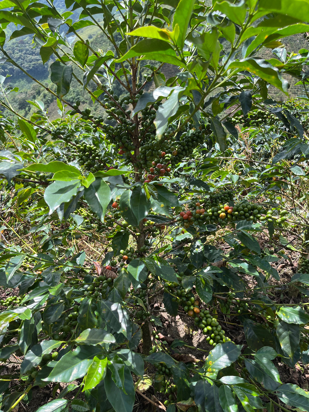 La Roma, Colombia