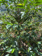 La Roma, Colombia