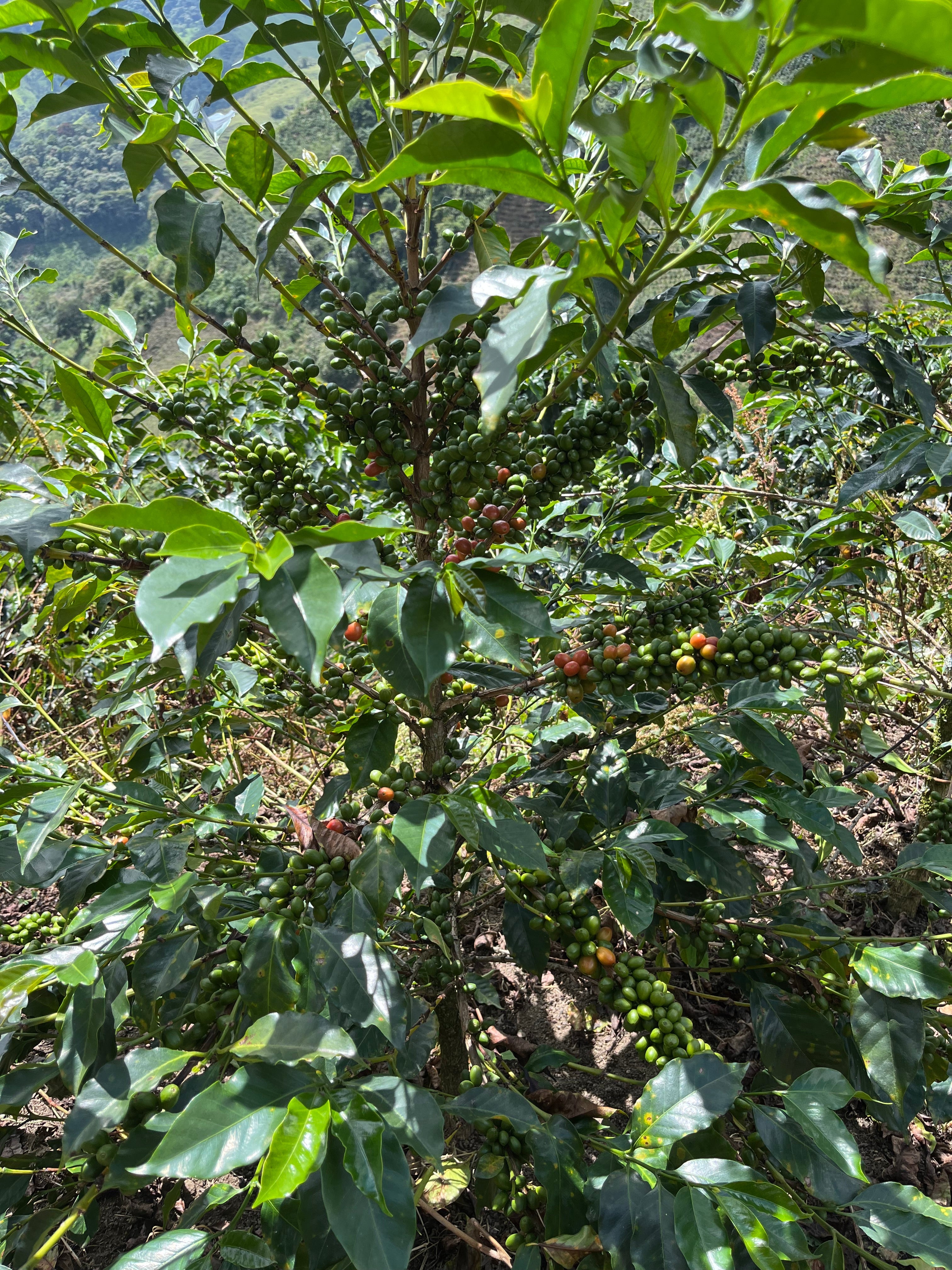 La Roma, Colombia
