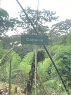 La Roma, Colombia