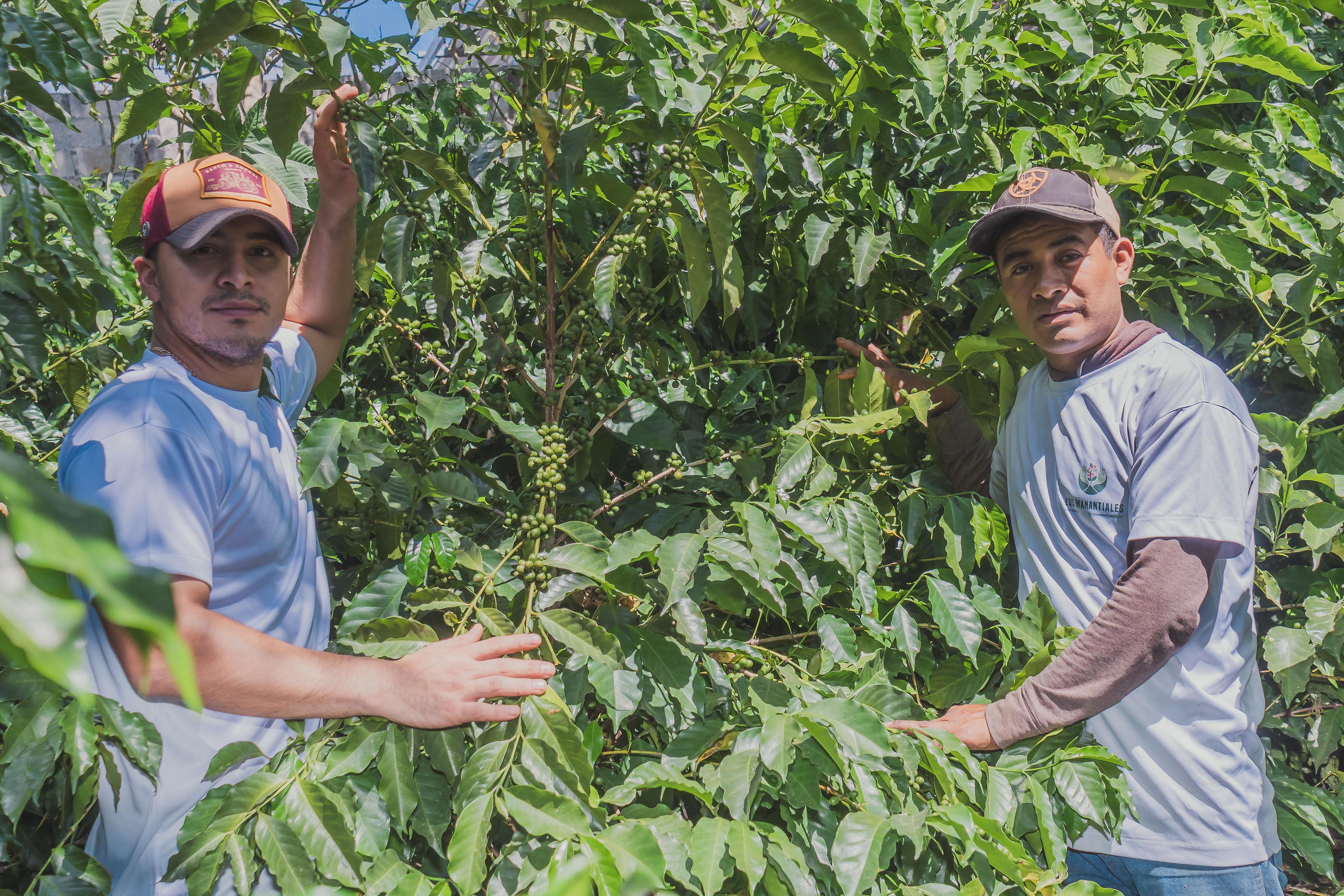 Los Manantiales (Geisha), Guatemala