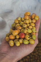 Coffea Diversa, Guatemala