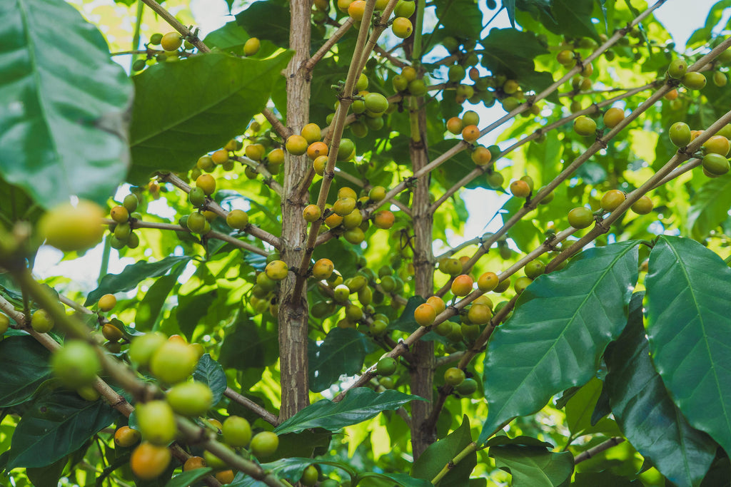 Coffea Diversa, Guatemala