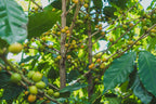Coffea Diversa, Guatemala