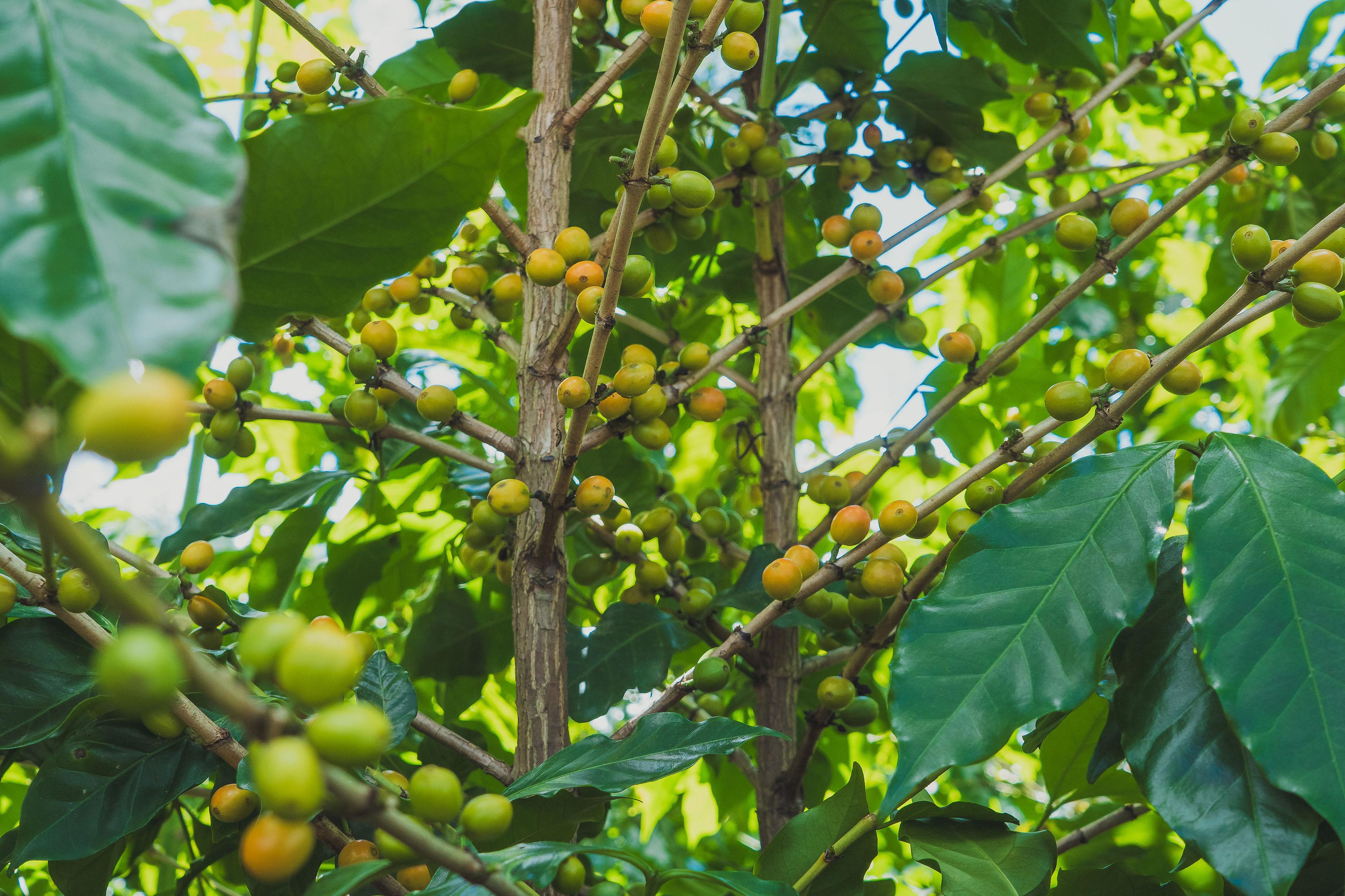 Coffea Diversa, Guatemala