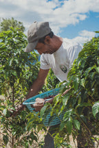 Coffea Diversa, Guatemala
