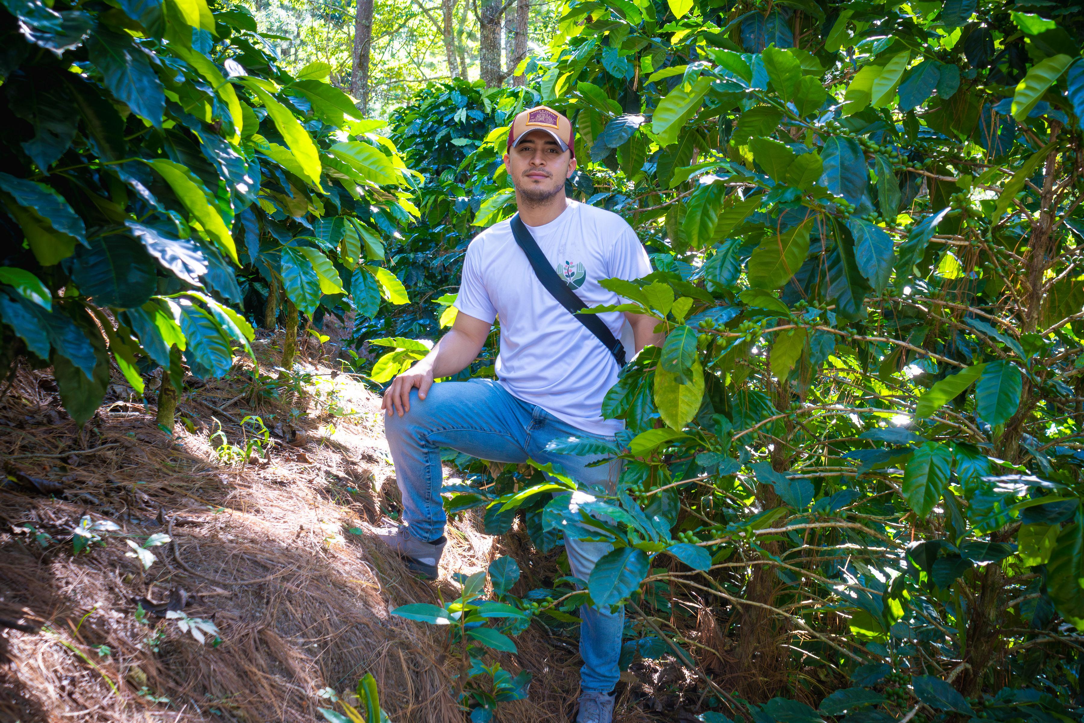 Coffea Diversa, Guatemala