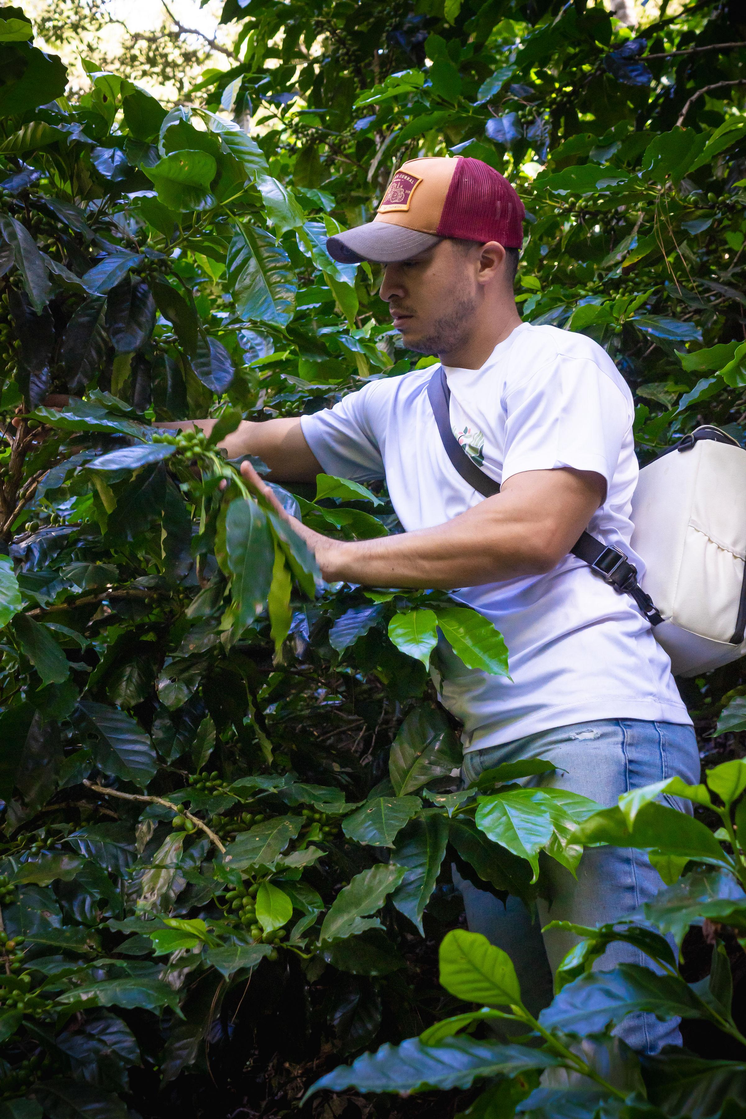 Coffea Diversa, Guatemala