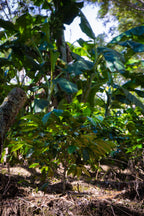 El Morito, Guatemala