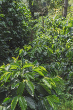 El Morito, Guatemala