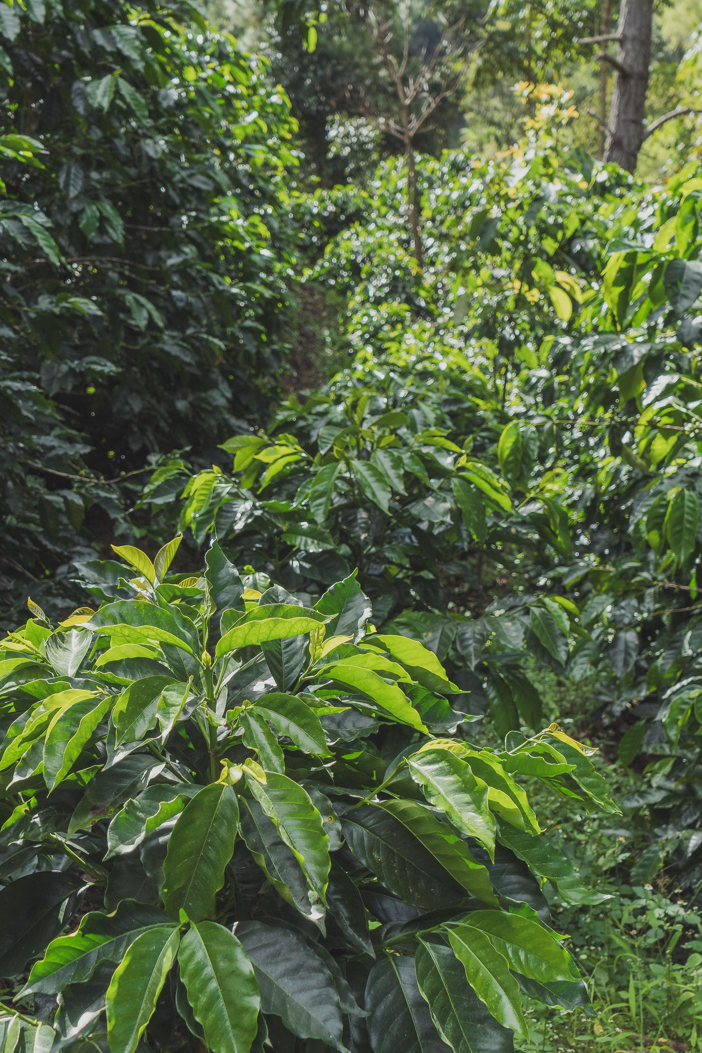El Morito, Guatemala