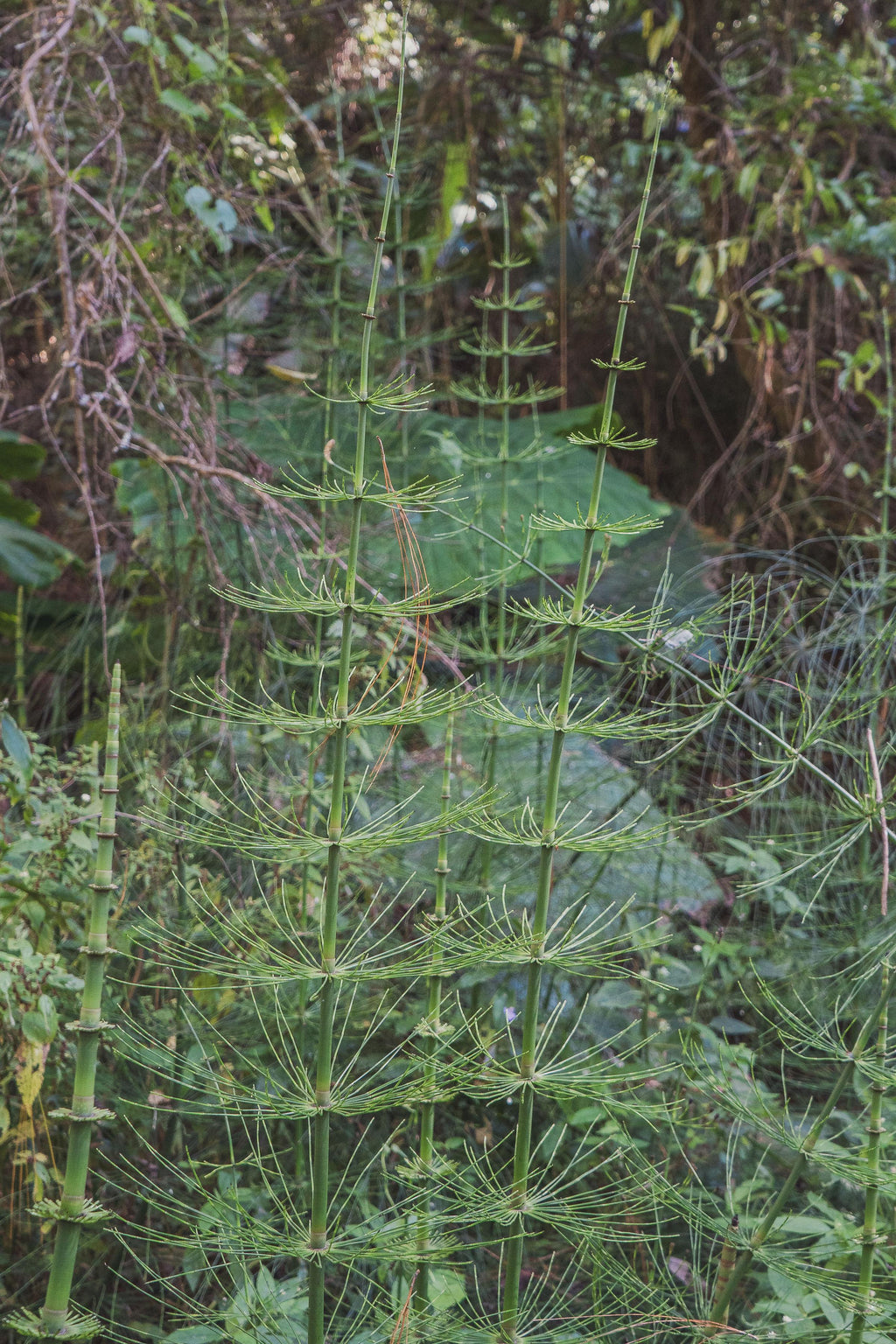 El Morito, Guatemala