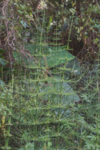 El Morito, Guatemala