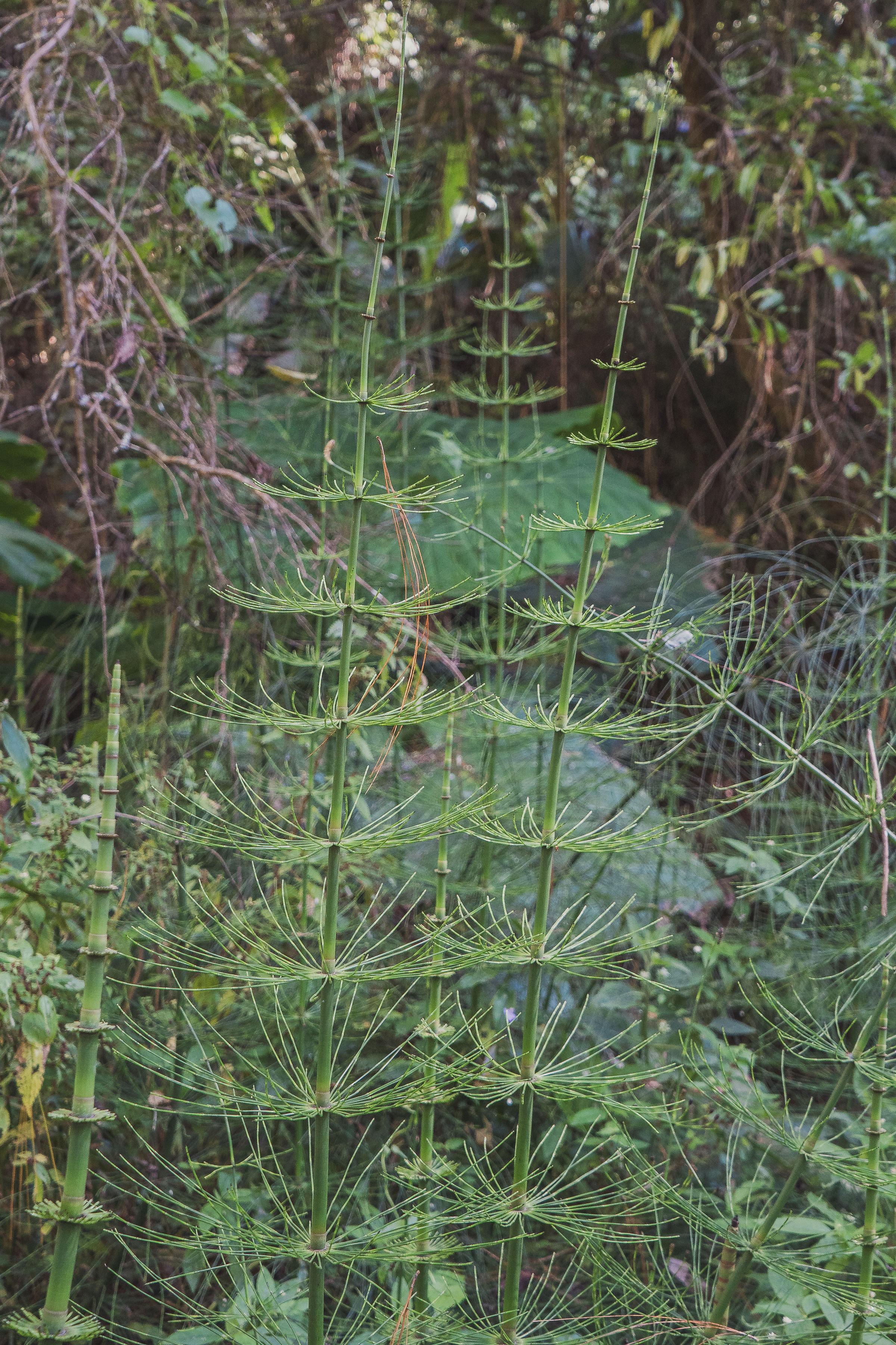 El Morito, Guatemala