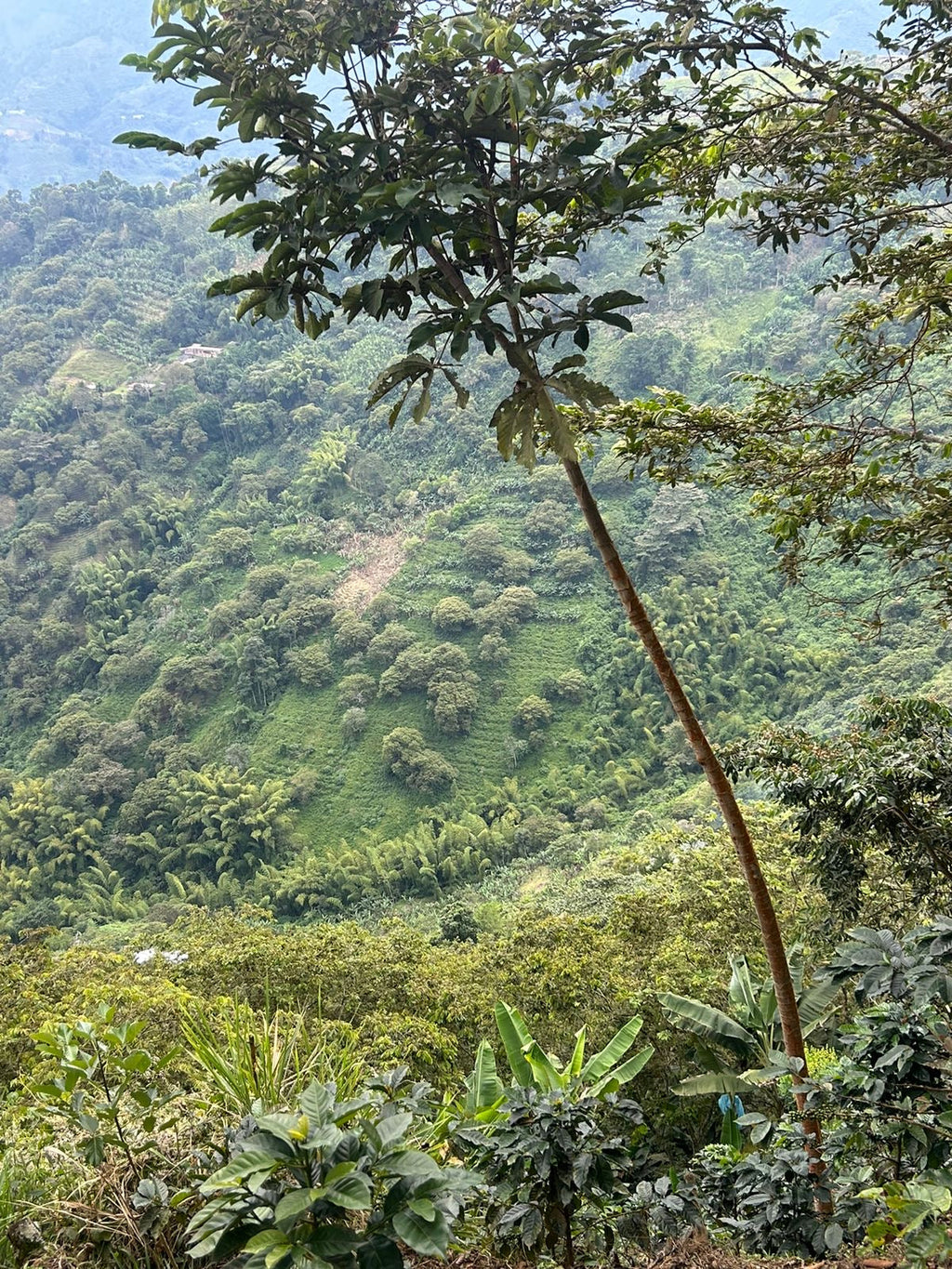 Lusitania (Geisha Thermal Shock), Colombia