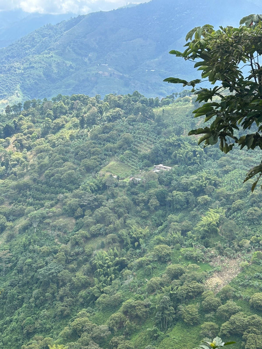 Lusitania (Geisha Thermal Shock), Colombia