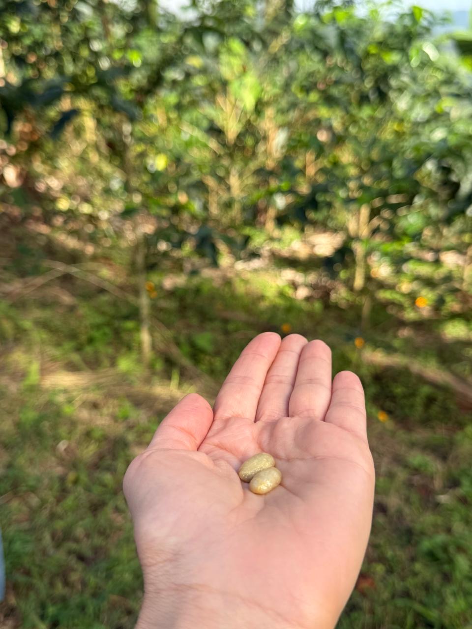 Lusitania (Geisha Thermal Shock), Colombia