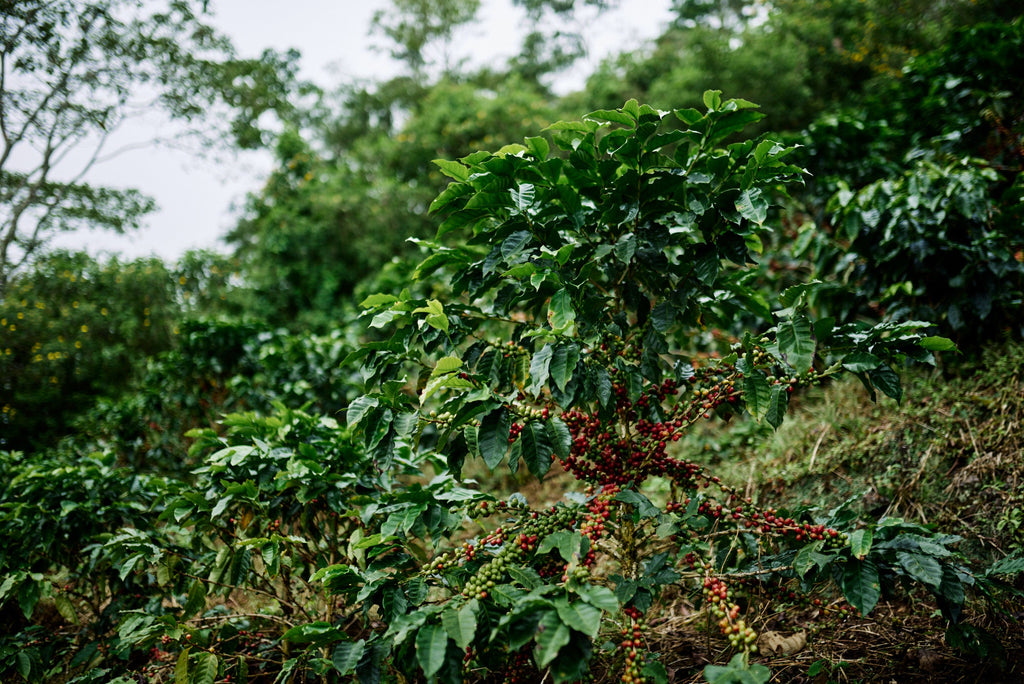 Piedra Blanca, Costa Rica