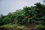 Piedra Blanca, Costa Rica