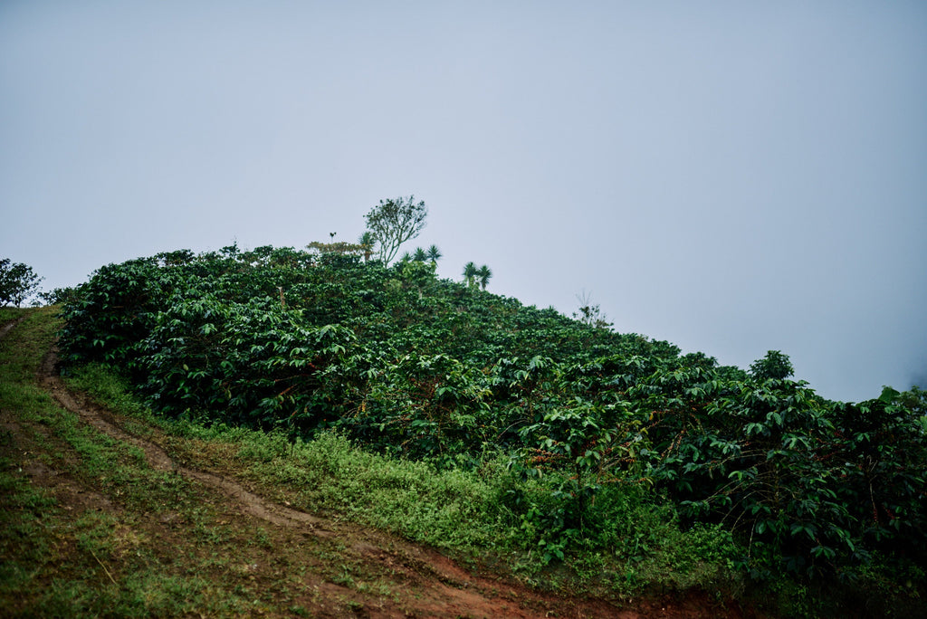 Piedra Blanca, Costa Rica