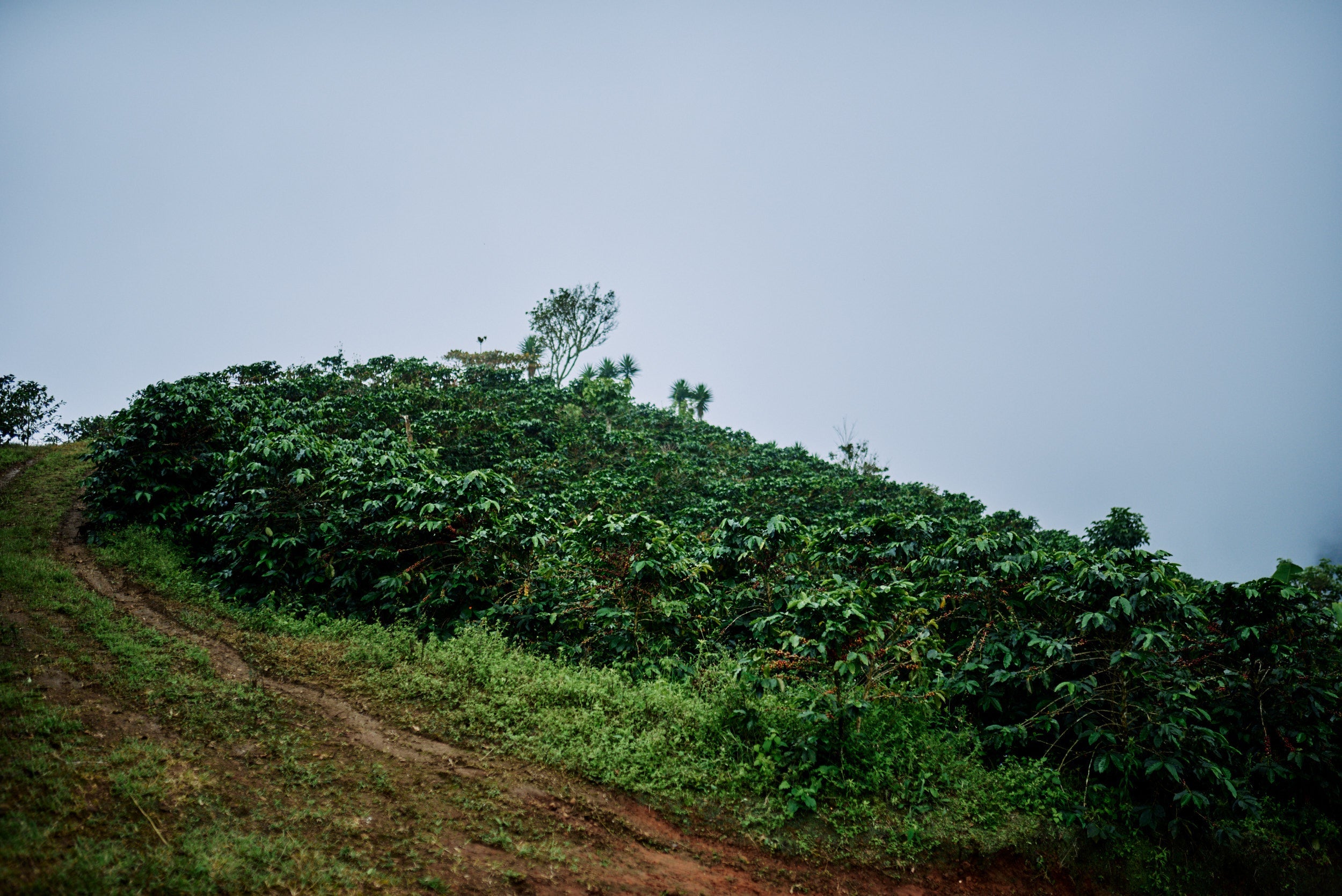 Piedra Blanca, Costa Rica