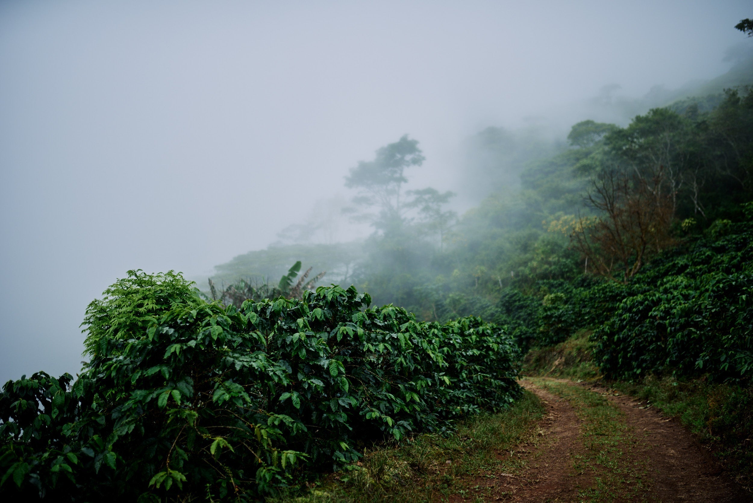 Piedra Blanca, Costa Rica
