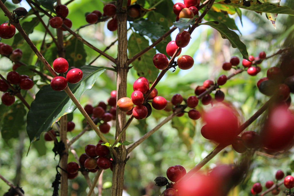 Sironko, Uganda