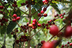 Sironko, Uganda