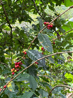 Zarza (Bourbon Aji), Colombia