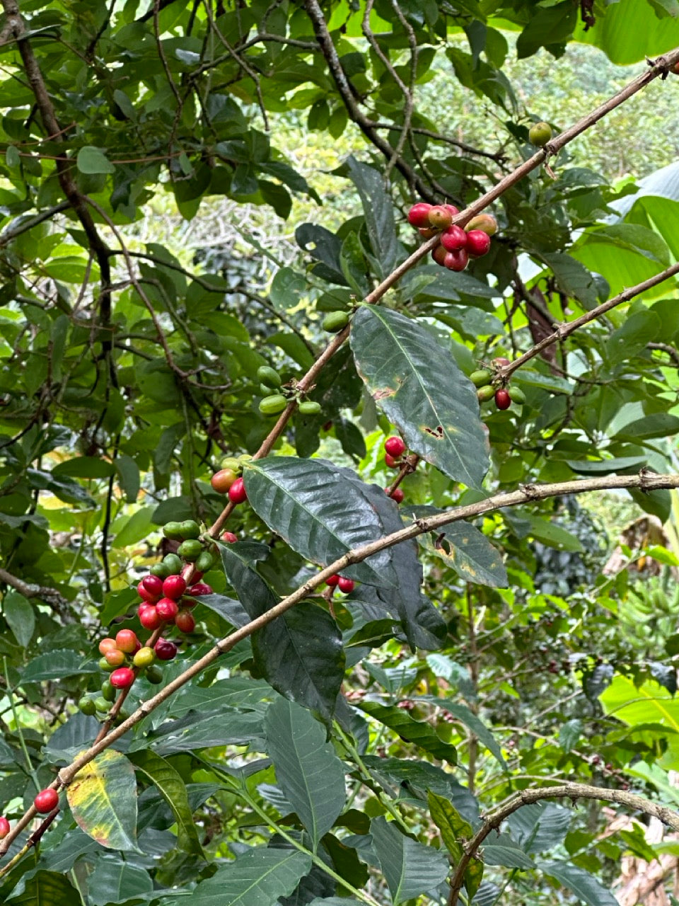 Zarza (Bourbon Aji), Colombia