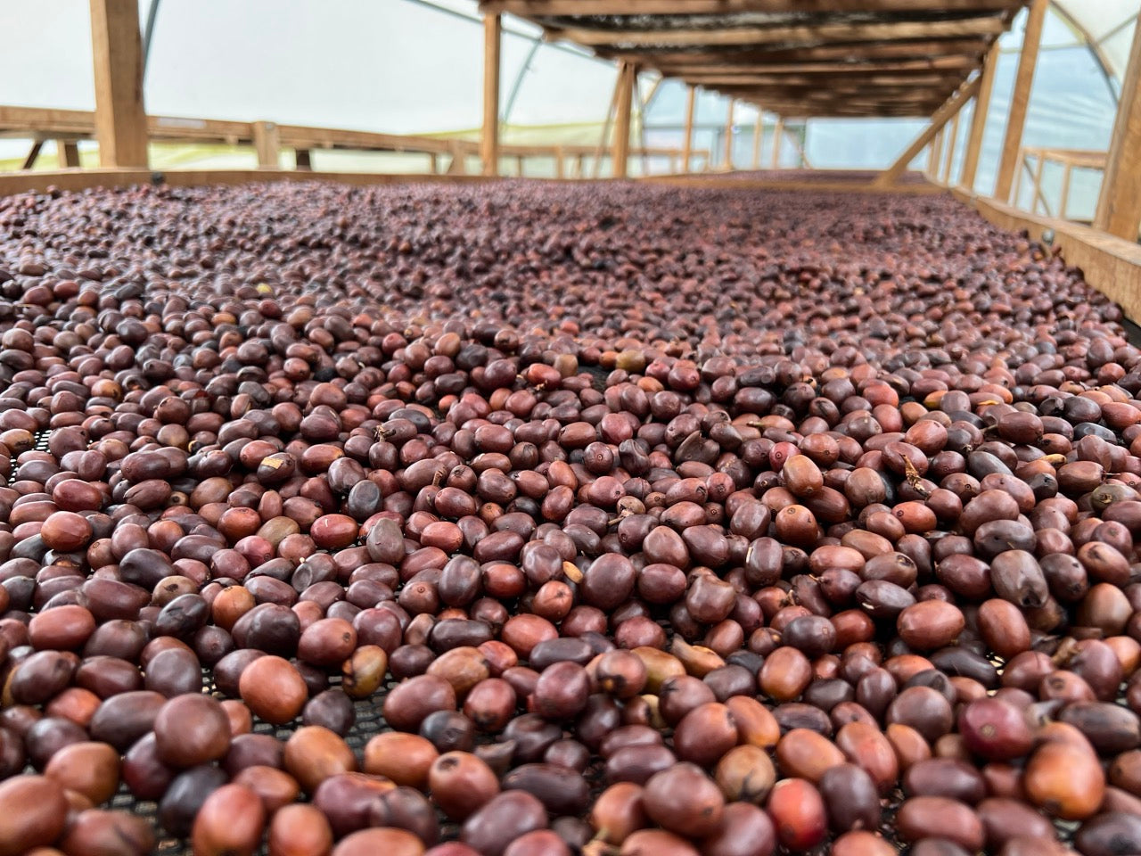Zarza (Bourbon Aji), Colombia