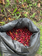 Zarza (Bourbon Aji), Colombia