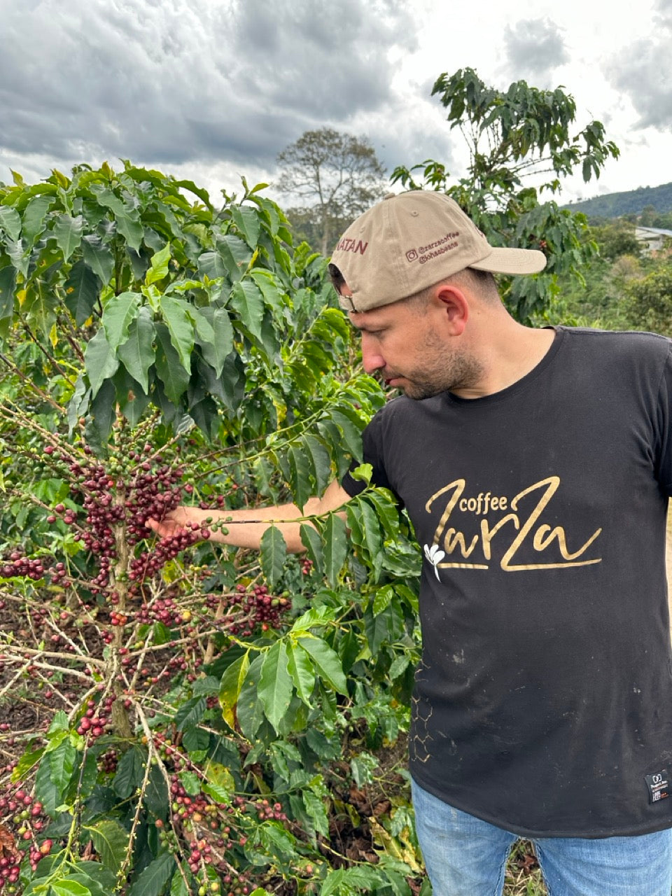 Zarza (Bourbon Aji), Colombia