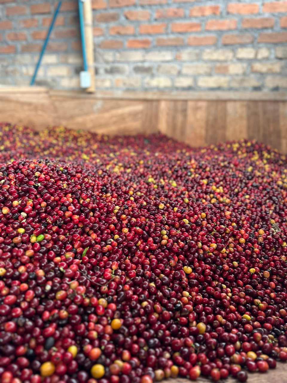 Zarza (Bourbon Aji), Colombia