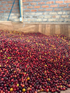 Zarza (Bourbon Aji), Colombia