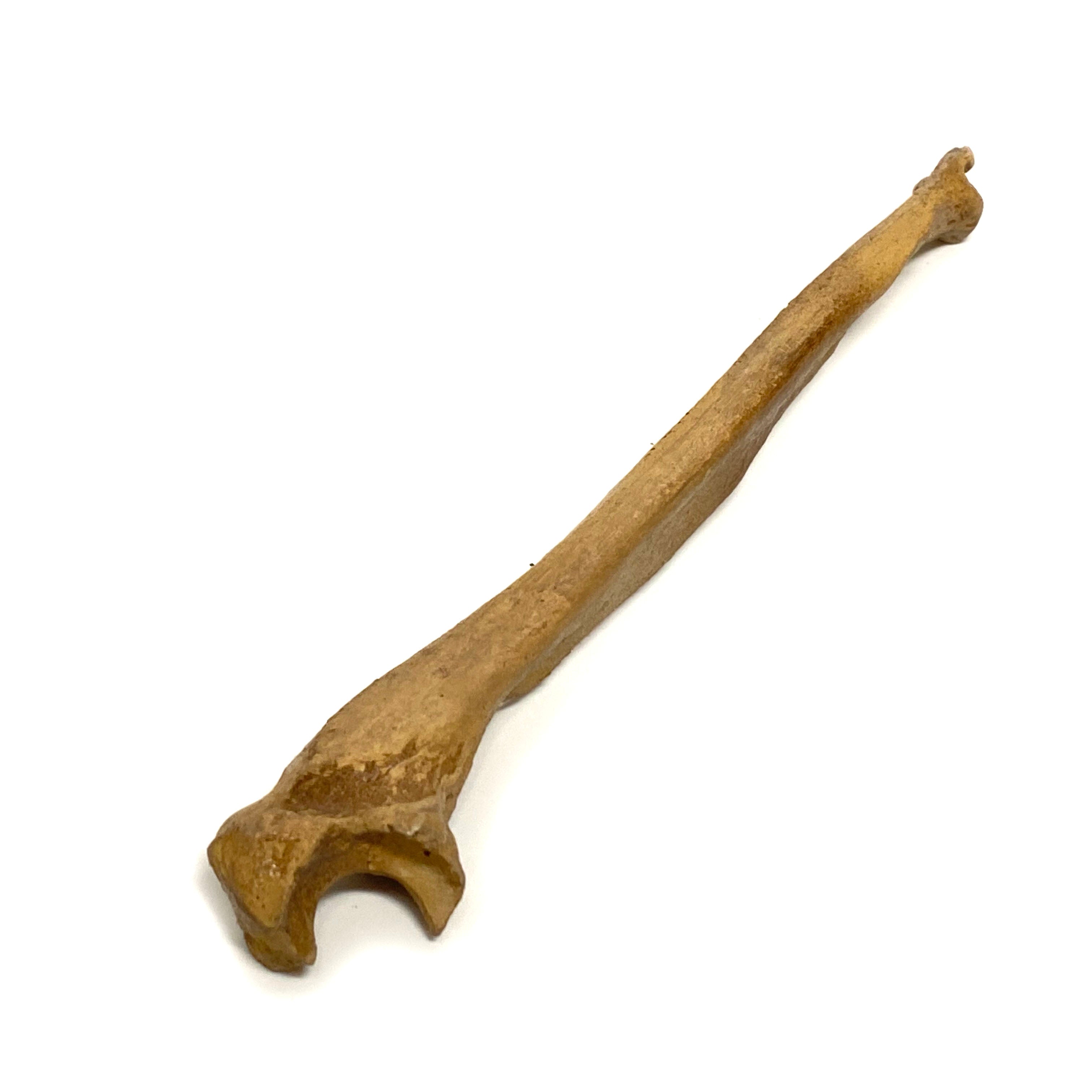 Realistic Ulna Bone Lightweight Rigid Foam - Clean By Prop Money Inc.