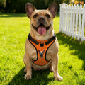 Personalizado 3D Cartoon Dog Paw Bone Design Ajustable Reflective Pet Chest Harness with Name Pet Party Birthday Gift for Dog Owners