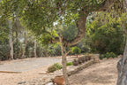 200-Year-Old Classic Ibizan Farmhouse Finca with Cozy Interiors in Ibiza Town