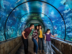 Shark Reef Aquarium