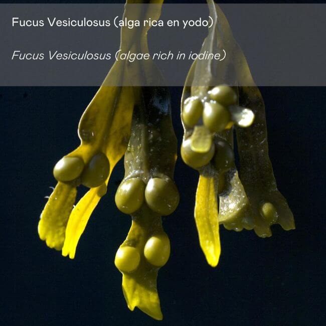 Crema Corporal Anticelulítica con Alga Fucus Vesiculosus