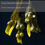 Crema Corporal Anticelulítica con Alga Fucus Vesiculosus