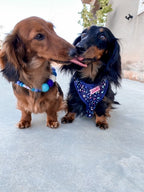 Collare personalizzato per cani con pon pon - Blu