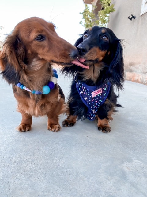 Collare personalizzato per cani con pon pon - Blu