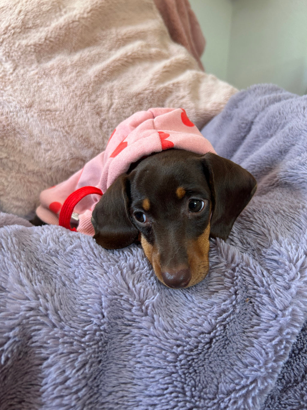 Valentine Puppy Love Hoodie - Pink